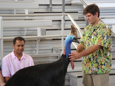 cassowary.JPG