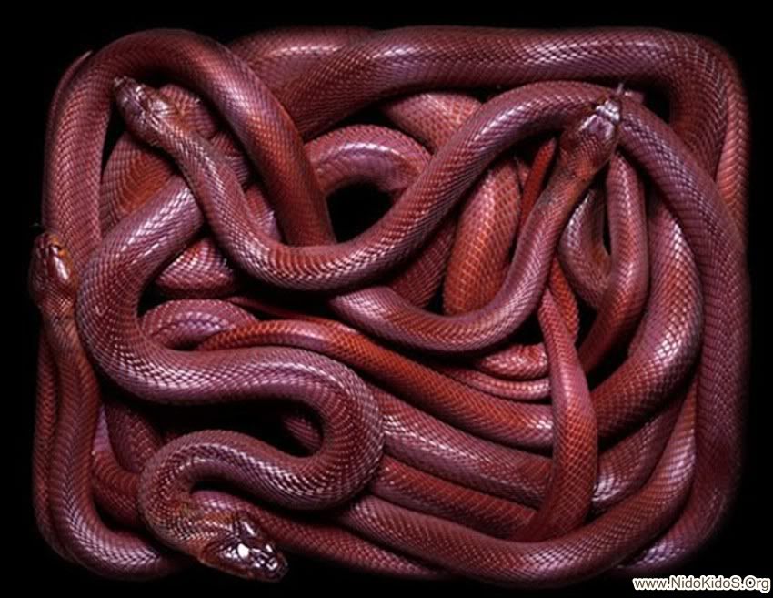 red-snake.jpg