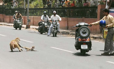monkey-rascue01.jpg