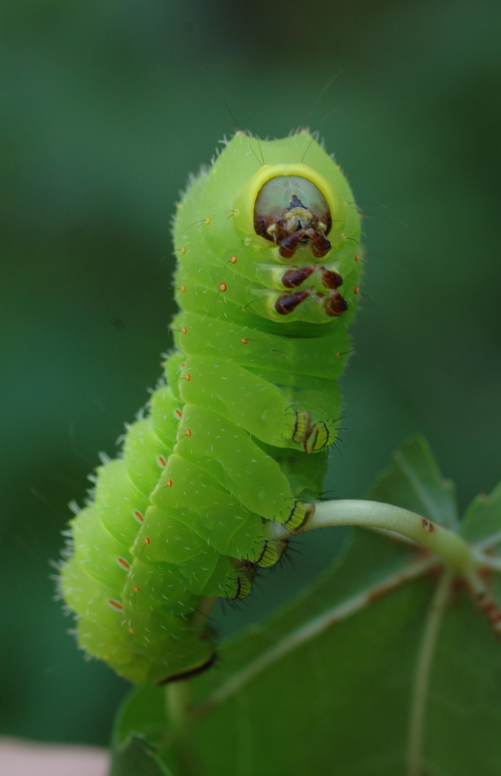 polyphemus%20moth%20caterpillar%20va%20michele%20phillips.jpg