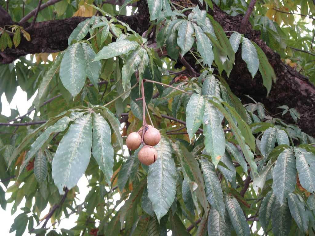 walnut-tree.jpg