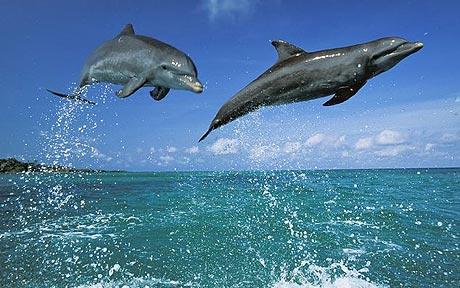 Dolphin-04.jpg