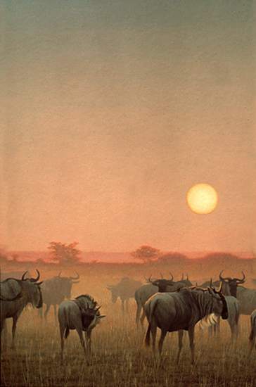 WildebeestSunset.jpg