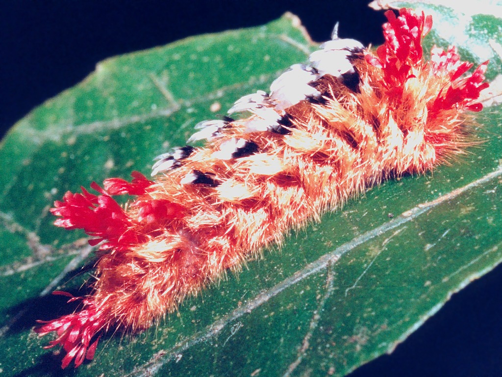 BrownAndRedCostaRicanCaterpillar.jpg