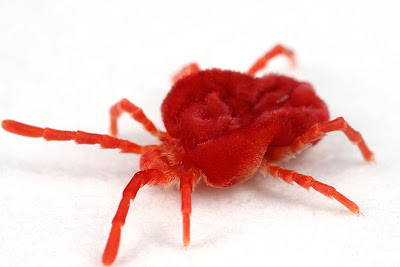 red_velvet_mite.jpg