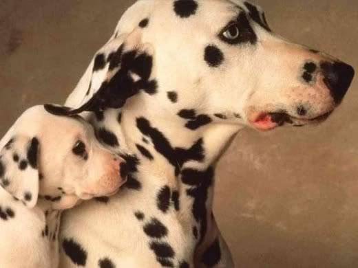 Animals_And_Their_Babies_4.jpg