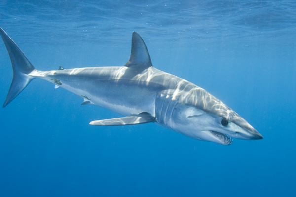 Shortfin%20Mako%20Shark%20026.jpg