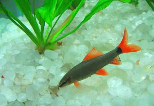 red-tail-shark.jpg