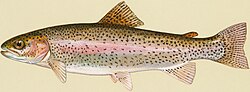 250px-Rainbow_Trout.jpg