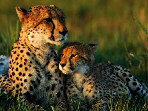 Animals_And_Their_Babies_12.jpg