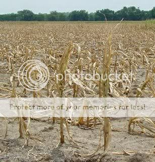 Drought1.jpg