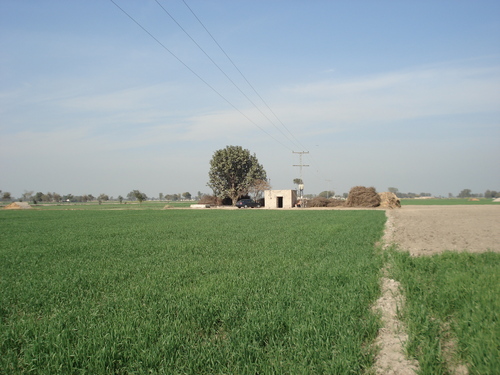 Bahawalnagar-District-attractive-field-view-3.jpg