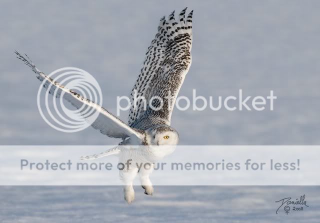 BeautifulSnowOwl19.jpg