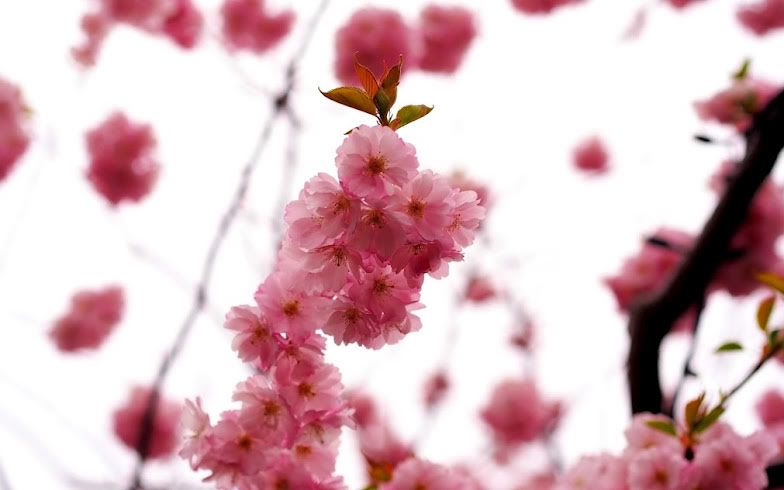 pinkby426.jpg