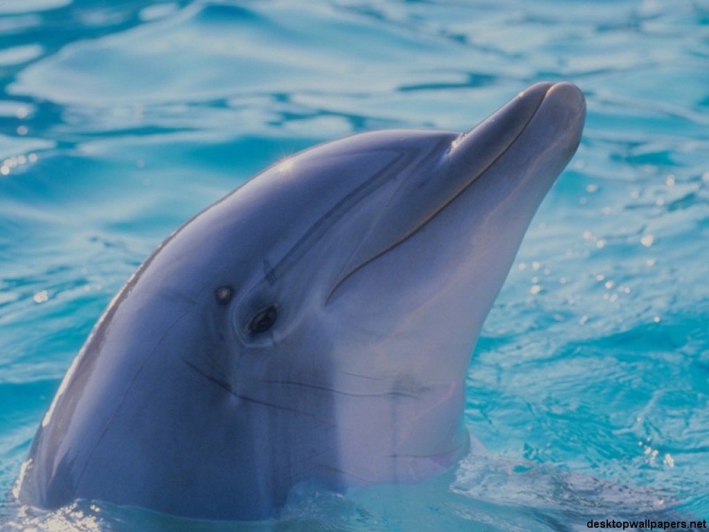 Dolphin-02.jpg