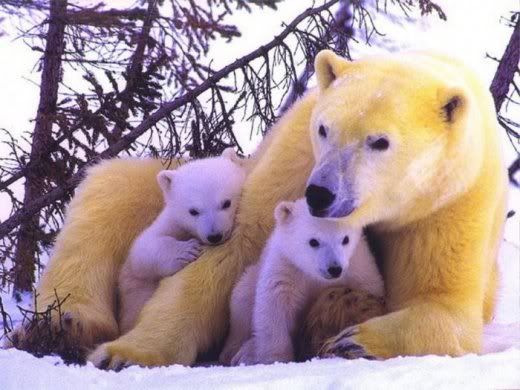 Animals_And_Their_Babies_10.jpg