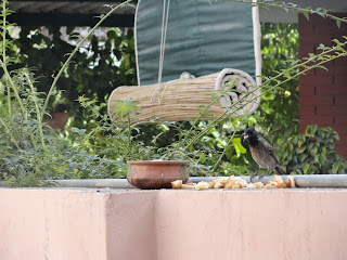 bulbul+1.JPG