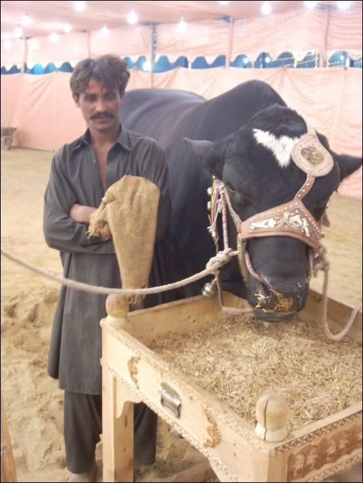 cow_mandi_2008_030.jpg