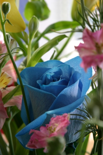 blue-rose.jpg