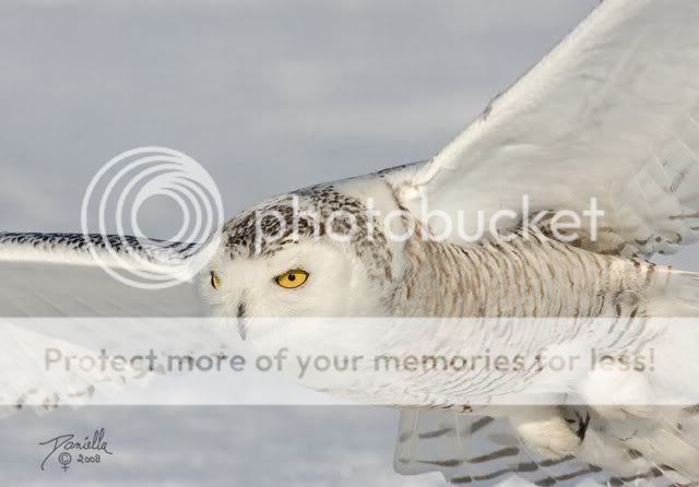 BeautifulSnowOwl10.jpg