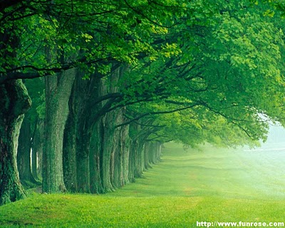green-nature-wallpaper.jpg