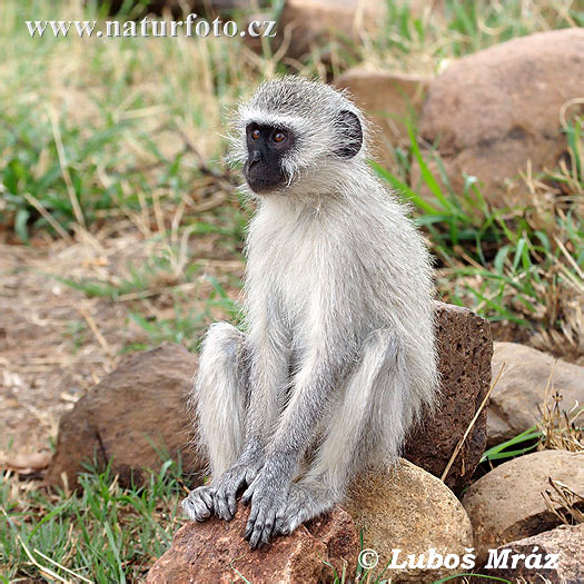 vervet-monkey-05a09077.jpg