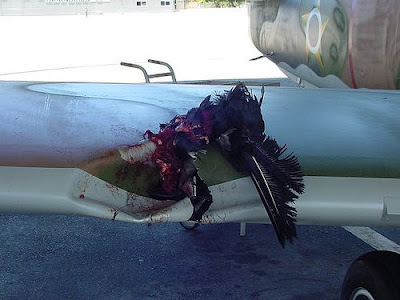 Bird+strike6.jpg