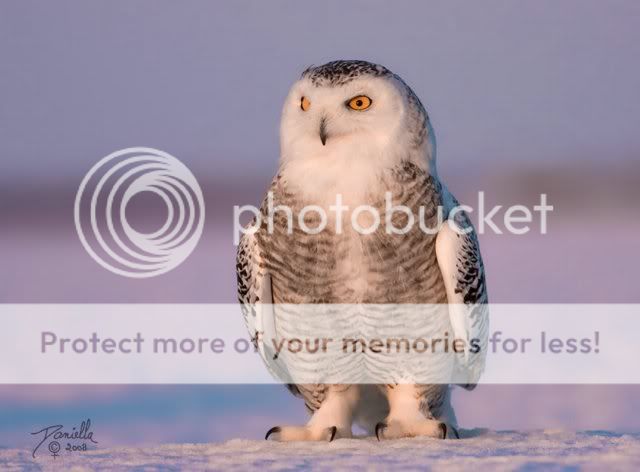 BeautifulSnowOwl3.jpg