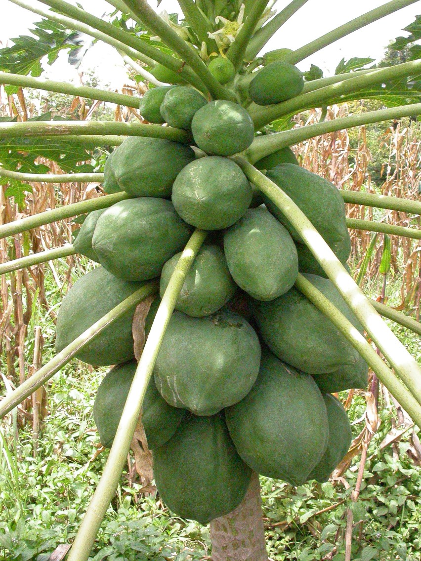 Carica_papaya_MS4113.JPG