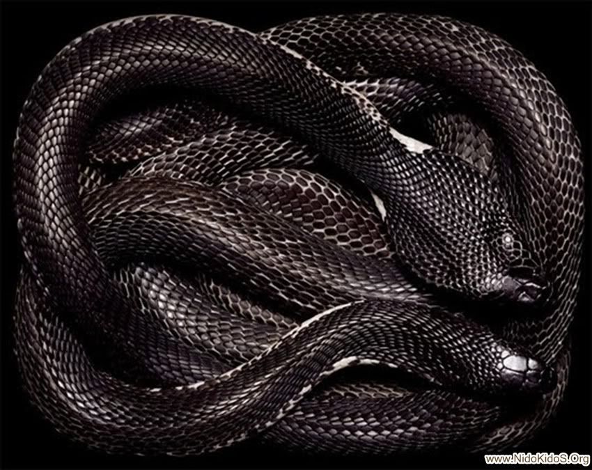 black-cobra.jpg