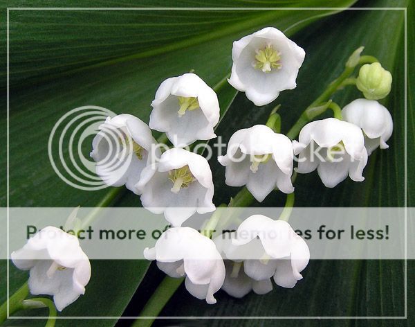 lilyofthevalley.jpg