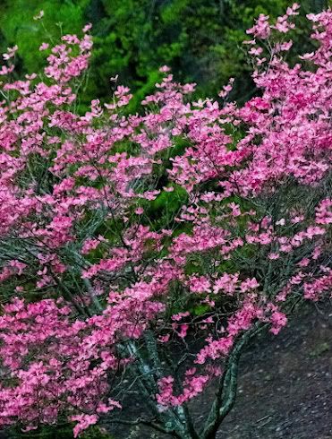 Pinkby224.jpg