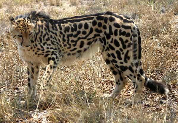 King+Cheetah.jpg