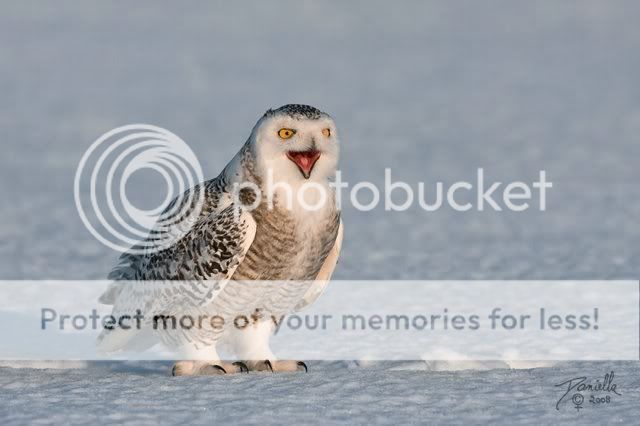 BeautifulSnowOwl5.jpg