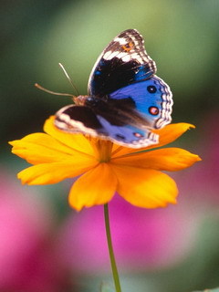 Butterfly-on-flower-butterflies-535672_240_320.jpg