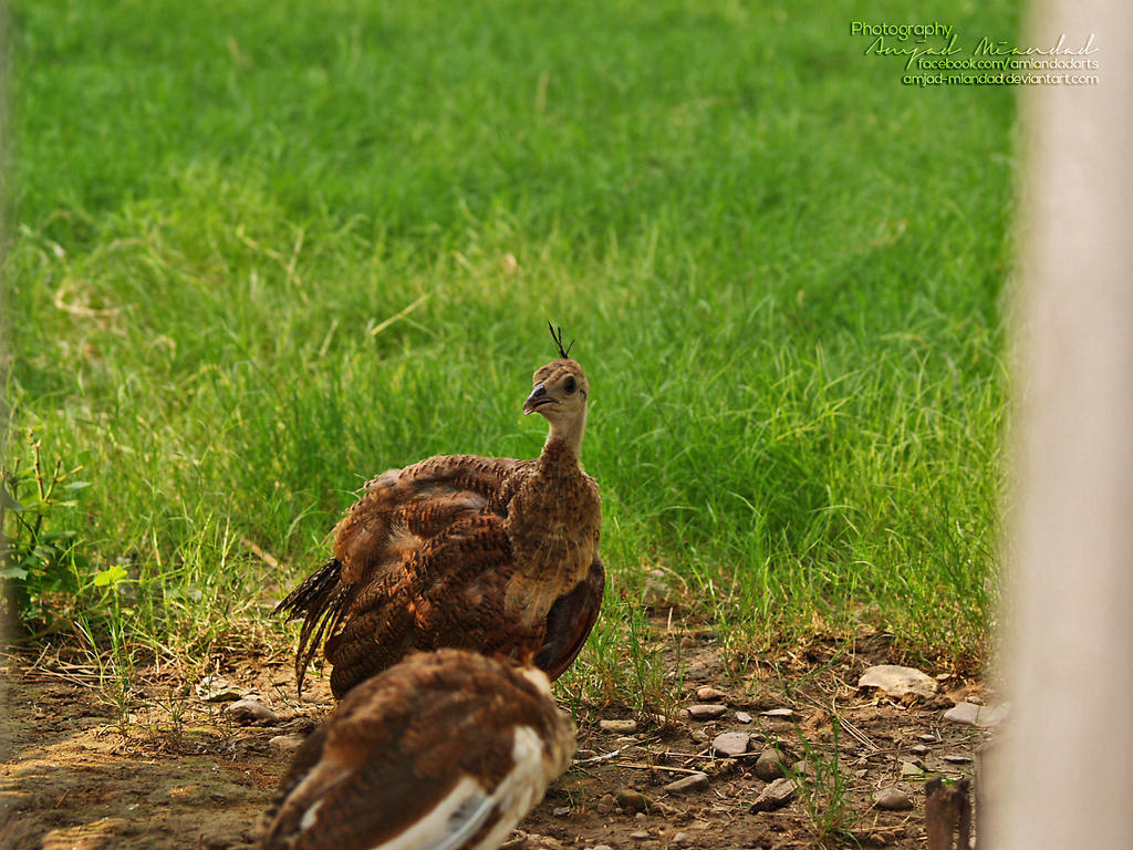 young_peacock_by_amjad_miandad-d6ik2r4.jpg