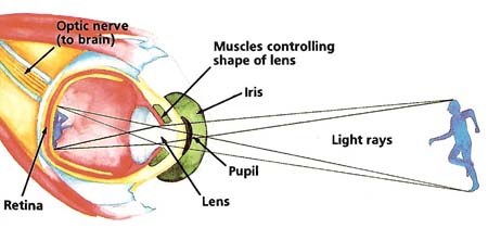 how_the_eye_works.jpg