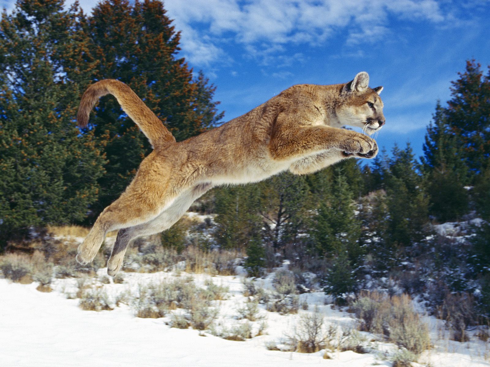 Cougar-05.jpg