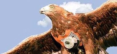 spybird03.jpg