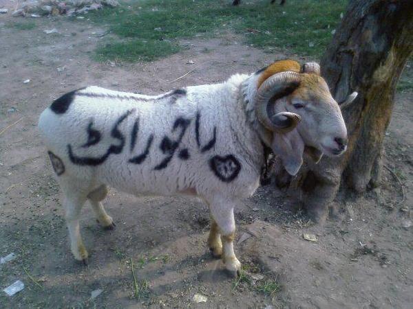 Bakra-Eid-Raju-Rocket-831.jpg