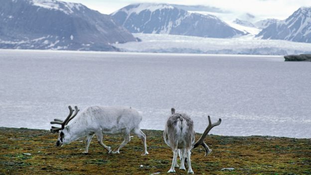 _107658103_reindeer.png
