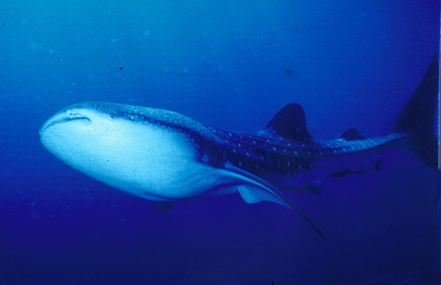 whaleshark_300.jpg