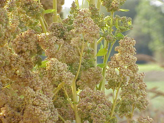 Chenopodium_quinoa0.jpg