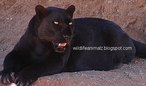 Blackleopard.JPG