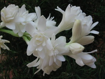 TUBEROSE.jpg