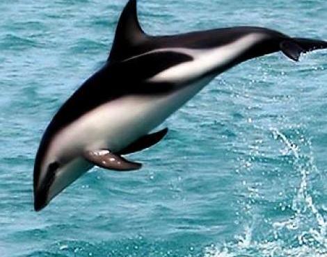 Dolphin-06.jpg