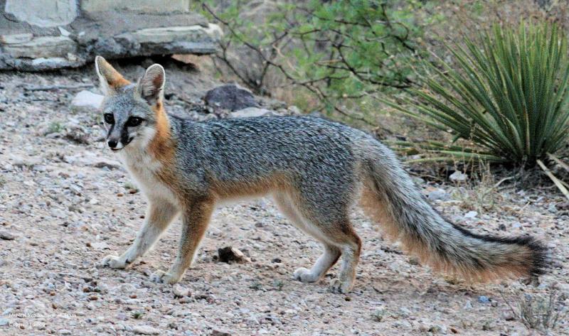 z-pattimcneal-grayfox.jpg