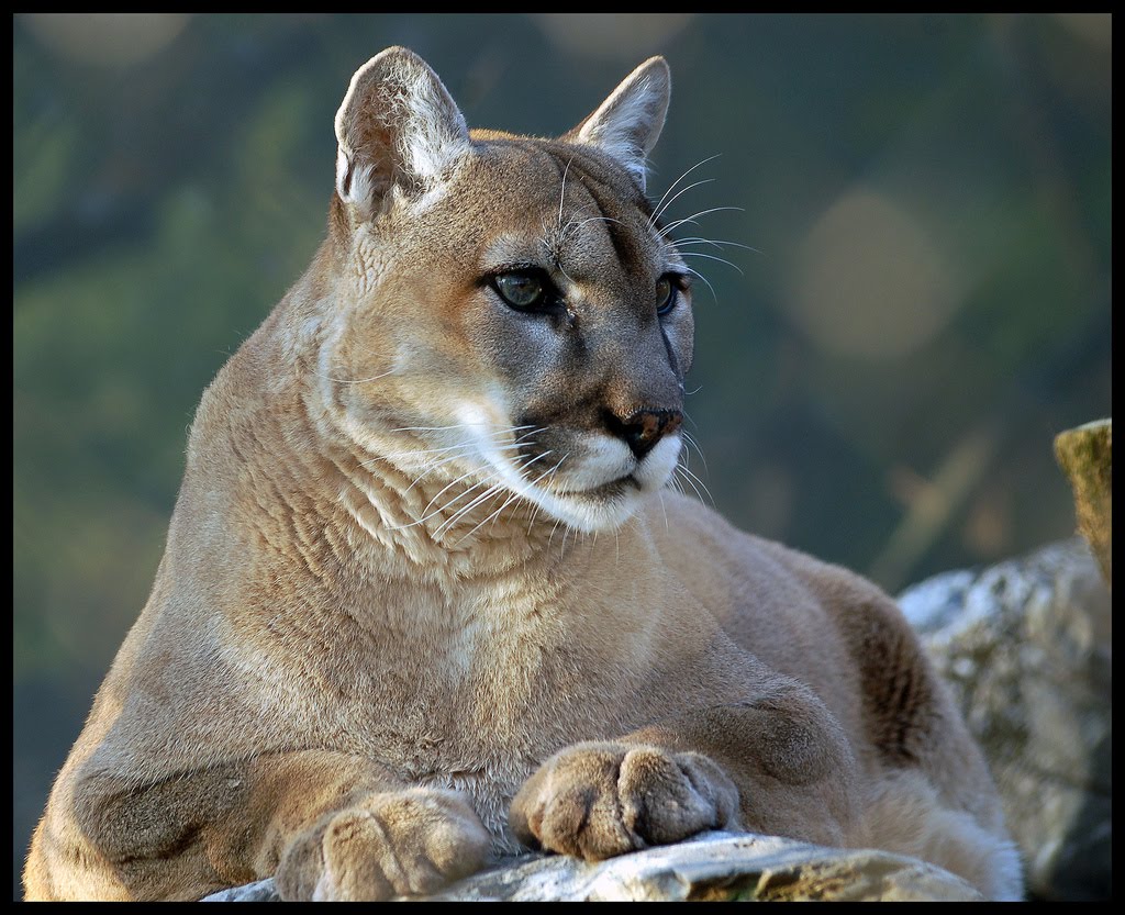Cougar-08.jpg