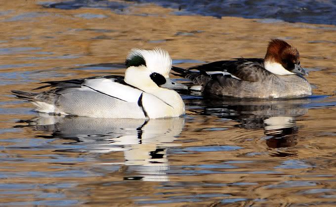 Smew_BH-01.jpg