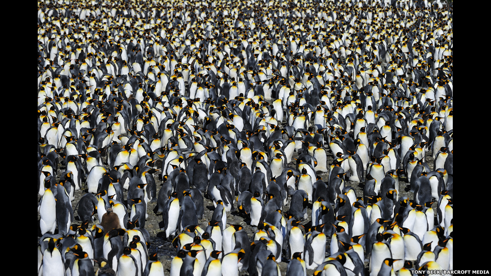 130122122749_bm_penguins_05.jpg